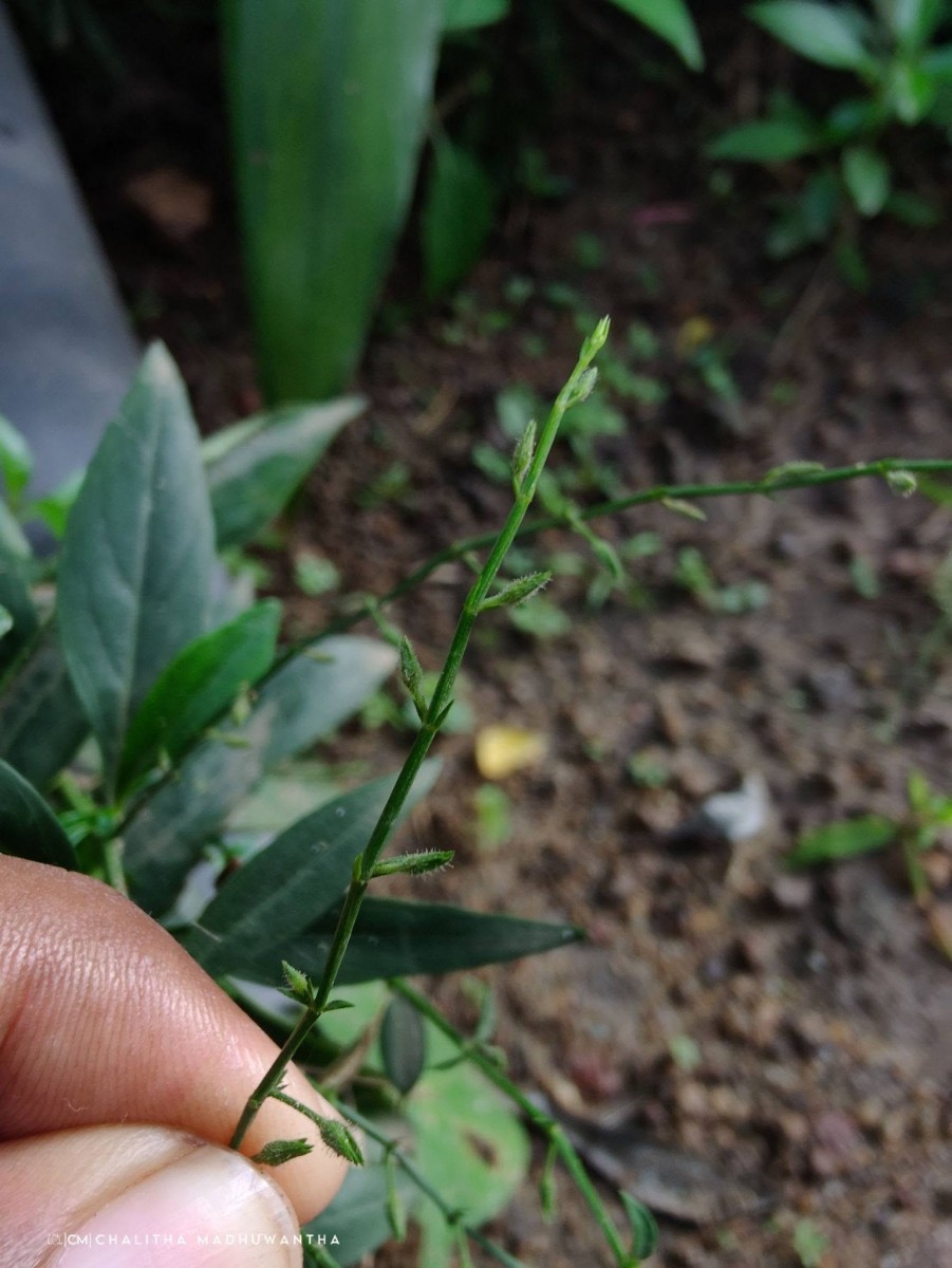 Andrographis paniculata (Burm.f.) Nees